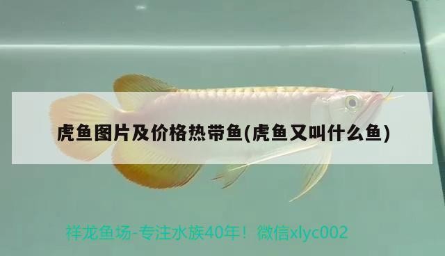 虎魚圖片及價格熱帶魚(虎魚又叫什么魚)