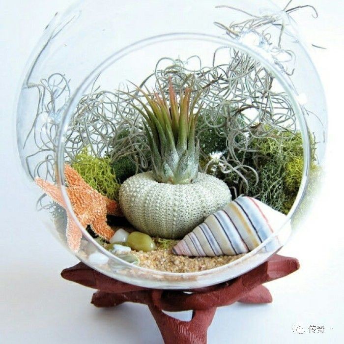 玻璃魚缸種什么植物比較好：在玻璃魚缸中種植植物不僅可以美化環境還可以凈化水質