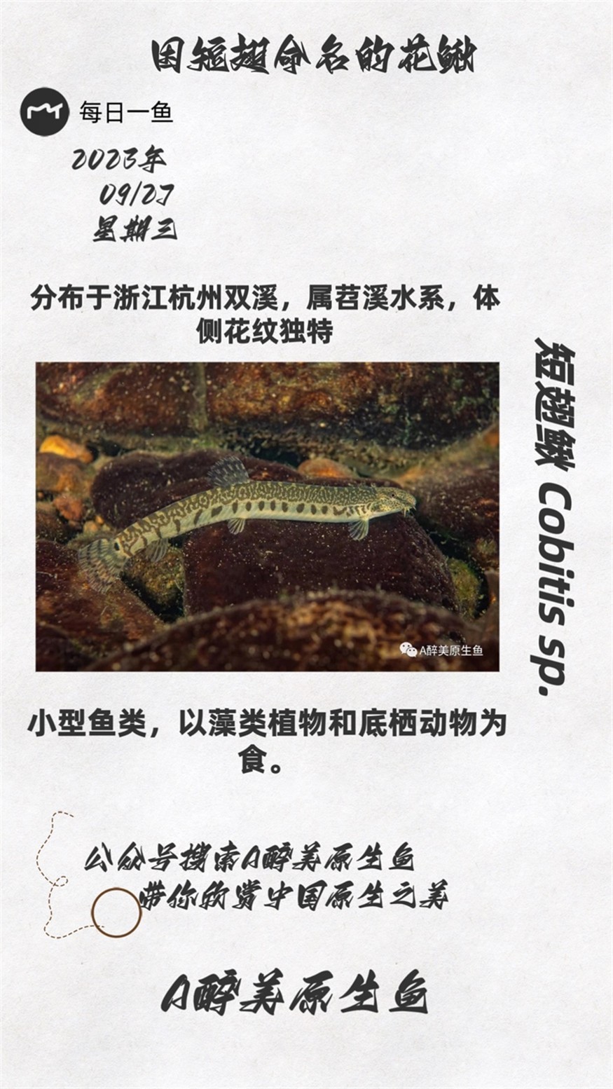 短翅鰍