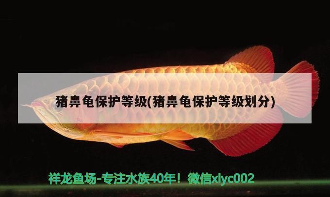 豬鼻龜保護等級(豬鼻龜保護等級劃分)