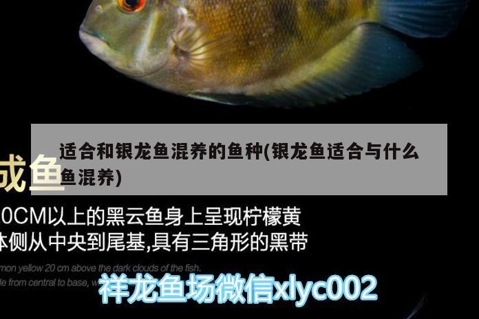 適合和銀龍魚混養的魚種(銀龍魚適合與什么魚混養)