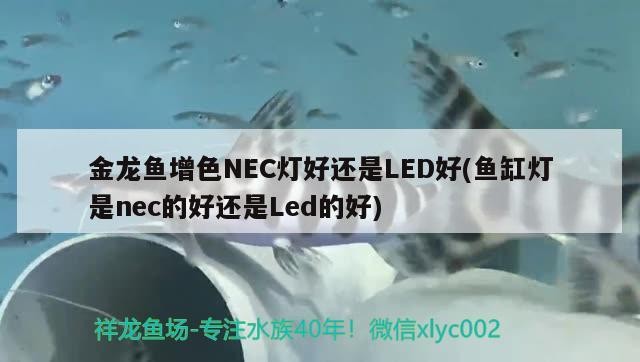 魚缸照明燈漏電怎么辦(魚缸燈管漏電怎么辦)