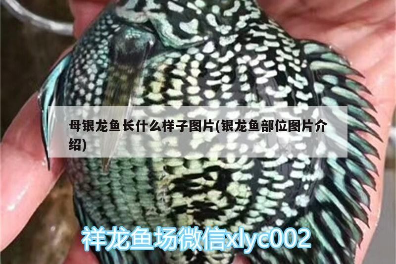 母銀龍魚(yú)長(zhǎng)什么樣子圖片(銀龍魚(yú)部位圖片介紹)