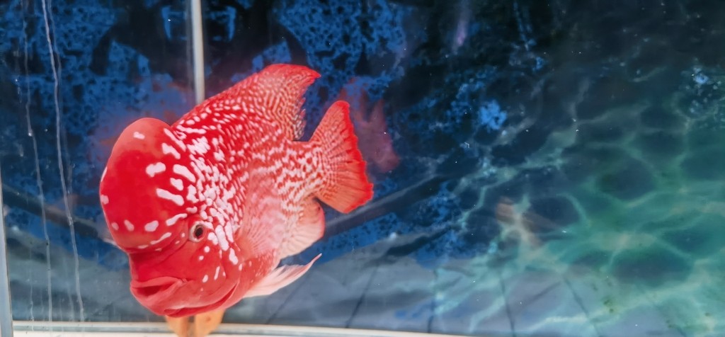 金花火鳳