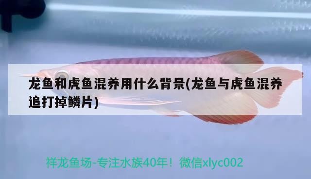 龍魚和虎魚混養用什么背景(龍魚與虎魚混養追打掉鱗片)