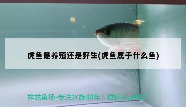 虎魚是養殖還是野生(虎魚屬于什么魚) 虎魚是養殖還是野生(虎魚屬于什么魚) 虎魚百科