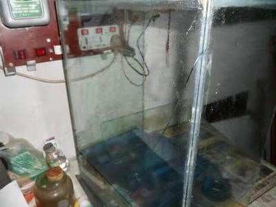 玻璃魚缸開裂如何處理最好呢：當玻璃魚缸出現開裂時，根據裂紋位置和嚴重程度有所不同