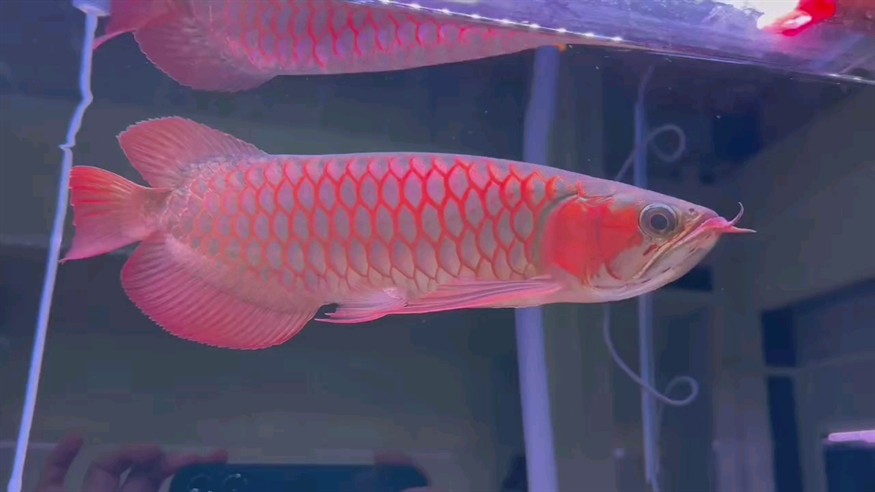 愛紅龍一輩子 愛紅龍一輩子 龍魚論壇