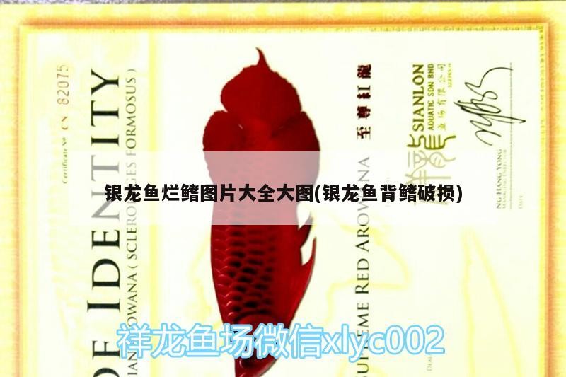 銀龍魚爛鰭圖片大全大圖(銀龍魚背鰭破損)