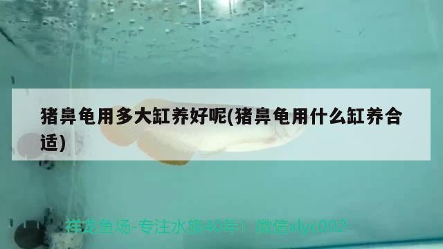 豬鼻龜用多大缸養(yǎng)好呢(豬鼻龜用什么缸養(yǎng)合適) 豬鼻龜用多大缸養(yǎng)好呢(豬鼻龜用什么缸養(yǎng)合適) 豬鼻龜百科