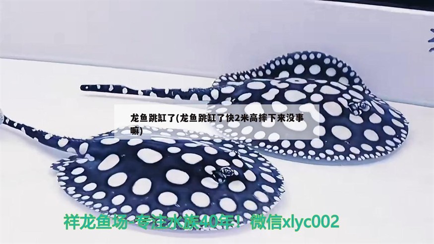 龍魚跳缸了(龍魚跳缸了快2米高摔下來沒事嘛)