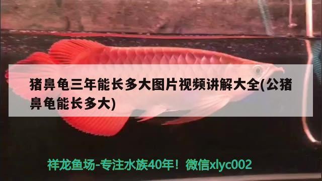豬鼻龜三年能長多大圖片視頻講解大全(公豬鼻龜能長多大)