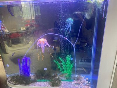 印尼紅龍魚場有哪些魚種名稱（印尼紅龍魚場有哪些魚種名稱圖片）