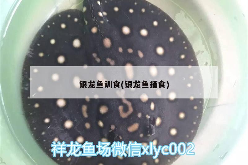 銀龍魚訓食(銀龍魚捕食)