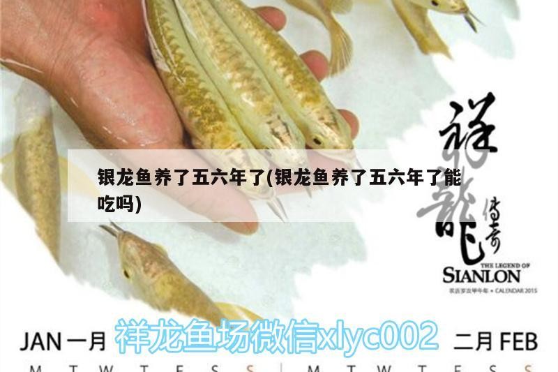 銀龍魚養了五六年了(銀龍魚養了五六年了能吃嗎)