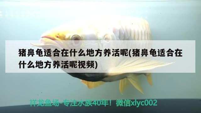 豬鼻龜適合在什么地方養活呢(豬鼻龜適合在什么地方養活呢視頻)