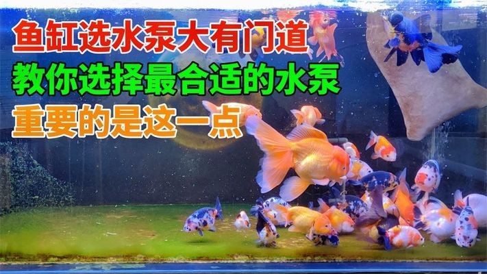 溫州市龍灣永中風聲水族店（溫州市龍灣永中華峰水處理設備廠）