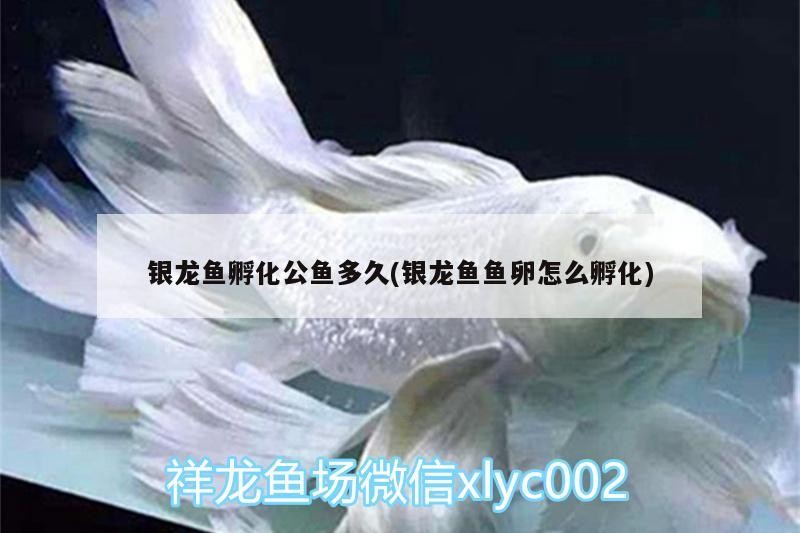 銀龍魚孵化公魚多久(銀龍魚魚卵怎么孵化) 銀龍魚孵化公魚多久(銀龍魚魚卵怎么孵化) 銀龍魚百科