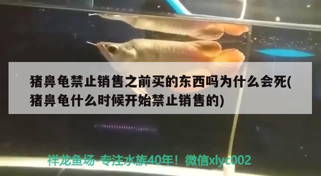 豬鼻龜禁止銷售之前買的東西嗎為什么會死(豬鼻龜什么時候開始禁止銷售的)