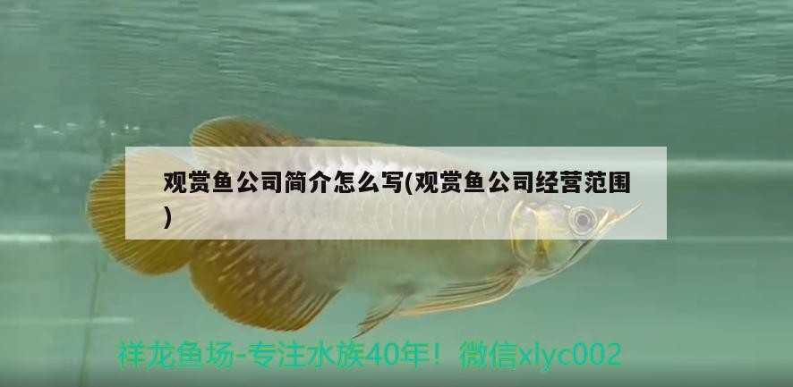 觀賞魚公司簡介怎么寫(觀賞魚公司經營范圍)