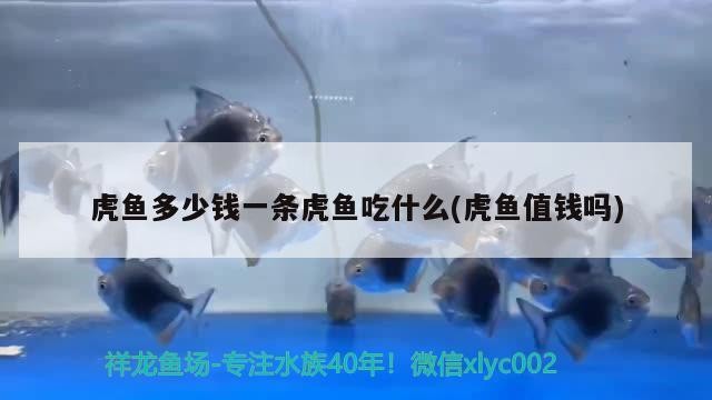 虎魚多少錢一條虎魚吃什么(虎魚值錢嗎) 虎魚多少錢一條虎魚吃什么(虎魚值錢嗎) 虎魚百科