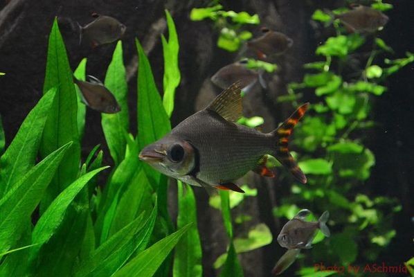 萊蕪魚缸定制廠家