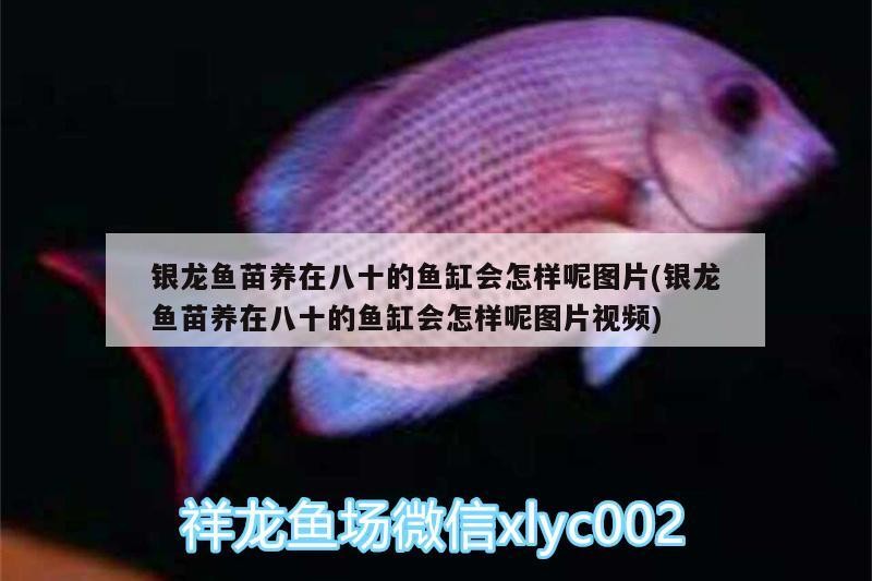 銀龍魚苗養在八十的魚缸會怎樣呢圖片(銀龍魚苗養在八十的魚缸會怎樣呢圖片視頻)