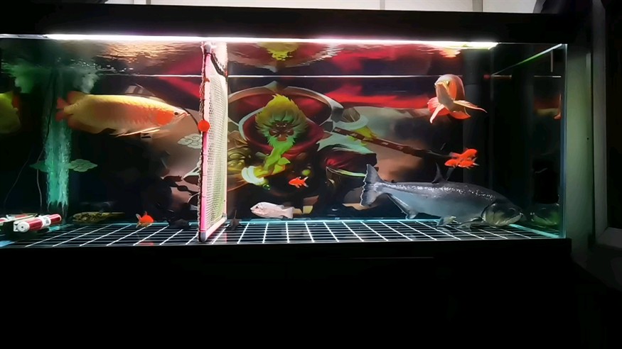 龍魚的飼養(yǎng)方法是什么,超白玻璃龍魚的飼養(yǎng)方法 龍魚百科 第1張 龍魚的飼養(yǎng)方法是什么,超白玻璃龍魚的飼養(yǎng)方法 龍魚的飼養(yǎng)方法是什么,超白玻璃龍魚的飼養(yǎng)方法 龍魚百科 第1張