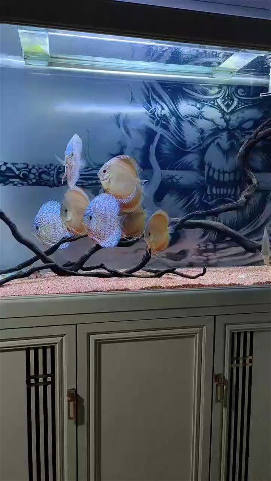 嘎嘎漂亮 嘎嘎漂亮 龍魚論壇