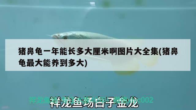 豬鼻龜一年能長多大厘米啊圖片大全集(豬鼻龜最大能養到多大) 豬鼻龜一年能長多大厘米啊圖片大全集(豬鼻龜最大能養到多大) 豬鼻龜百科
