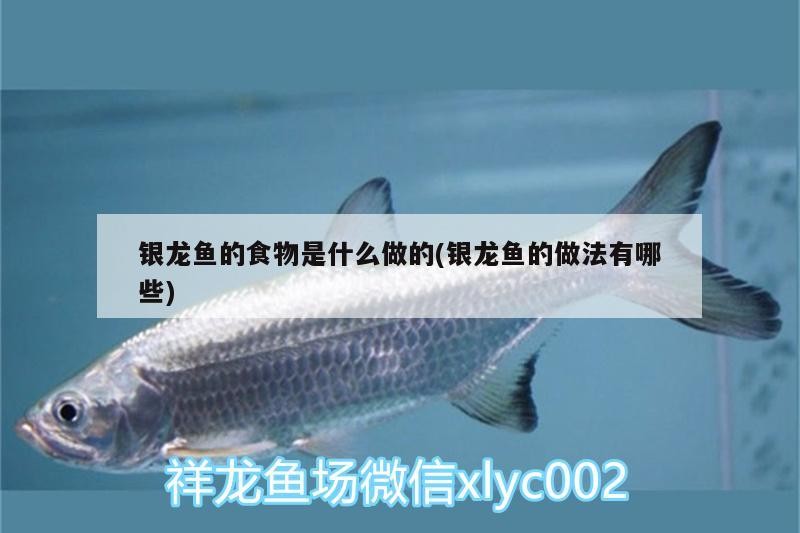 銀龍魚的食物是什么做的(銀龍魚的做法有哪些)