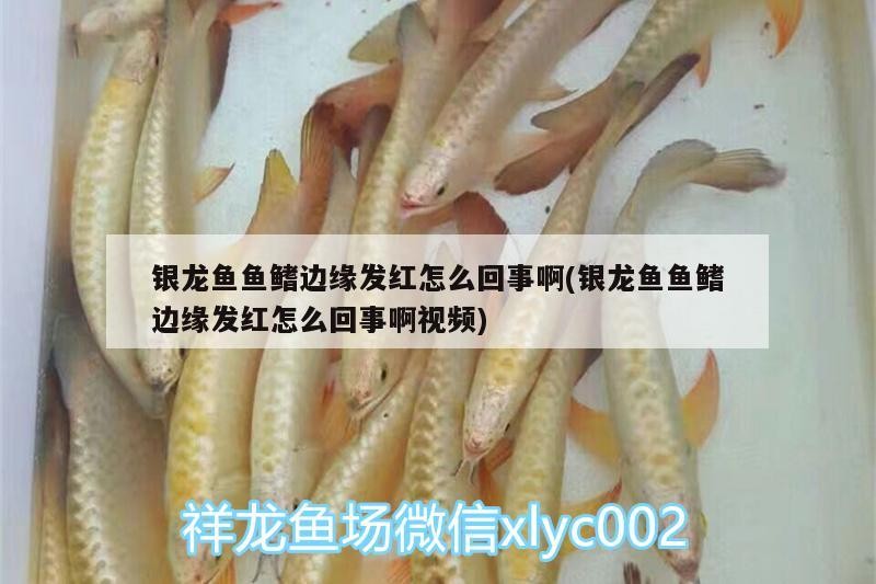 銀龍魚魚鰭邊緣發紅怎么回事啊(銀龍魚魚鰭邊緣發紅怎么回事啊視頻)