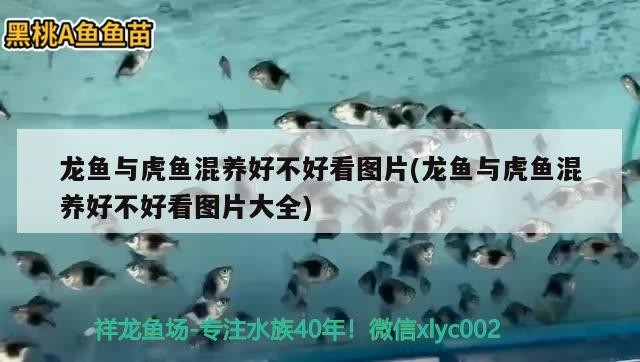 龍魚與虎魚混養好不好看圖片(龍魚與虎魚混養好不好看圖片大全) 龍魚與虎魚混養好不好看圖片(龍魚與虎魚混養好不好看圖片大全) 虎魚百科