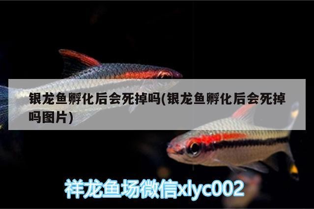 銀龍魚孵化后會死掉嗎(銀龍魚孵化后會死掉嗎圖片)