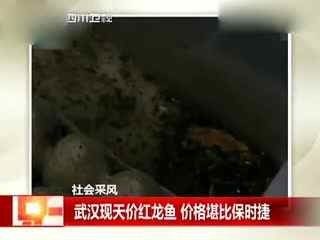 紅龍魚200萬：紅龍魚200萬元的價值及其背后的含義