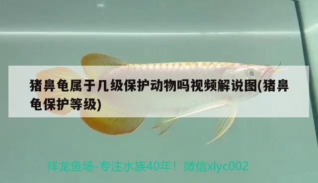 豬鼻龜屬于幾級(jí)保護(hù)動(dòng)物嗎視頻解說(shuō)圖(豬鼻龜保護(hù)等級(jí))