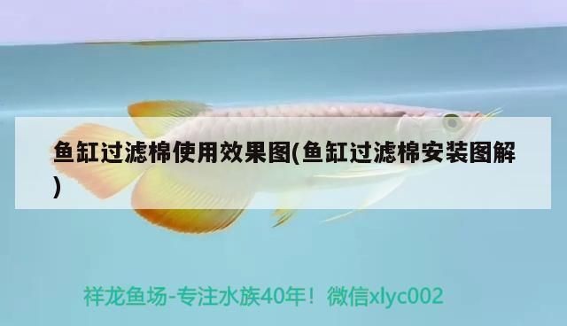 紅龍魚(yú)品牌等級(jí)分類表最新版：紅龍魚(yú)品牌等級(jí)分類表