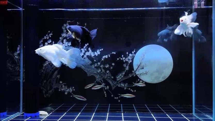 減密后首發，魚又大了不少