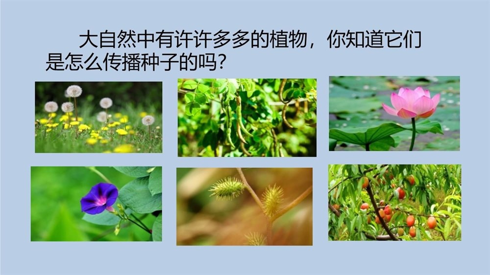 鵝卵石造景魚缸教學反思簡短：鵝卵石造景魚缸教學反思