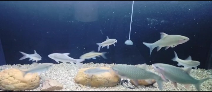 吉羅青竹鯉喂食 吉羅青竹鯉喂食 龍魚論壇