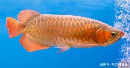 龍魚分布地區(qū) 龍魚百科 第1張 龍魚分布地區(qū) 龍魚分布地區(qū) 龍魚百科 第1張