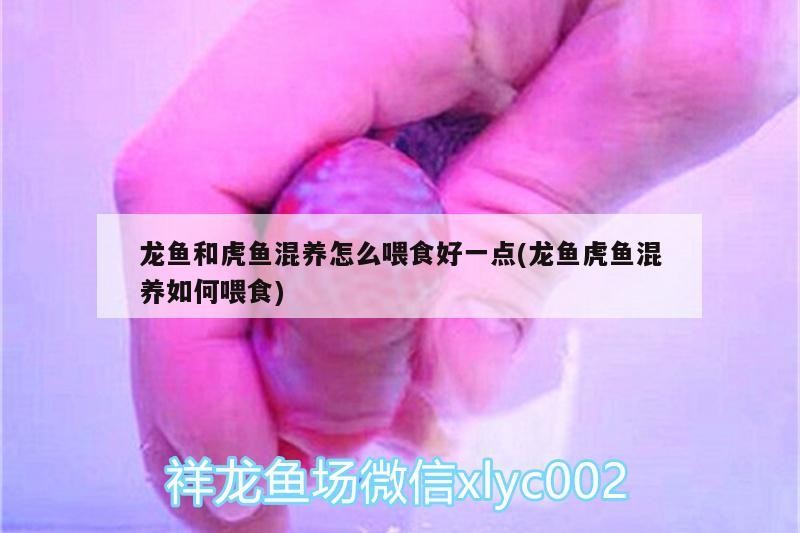 龍魚和虎魚混養怎么喂食好一點(龍魚虎魚混養如何喂食)