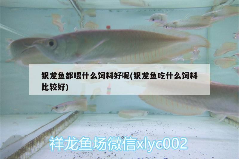 銀龍魚都喂什么飼料好呢(銀龍魚吃什么飼料比較好)