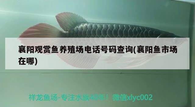襄陽觀賞魚養殖場電話號碼查詢(襄陽魚市場在哪)