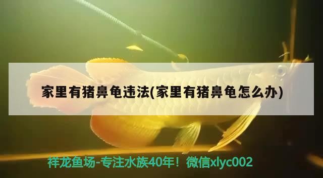 家里有豬鼻龜違法(家里有豬鼻龜怎么辦) 家里有豬鼻龜違法(家里有豬鼻龜怎么辦) 豬鼻龜百科