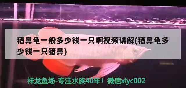 豬鼻龜一般多少錢(qián)一只啊視頻講解(豬鼻龜多少錢(qián)一只豬鼻)