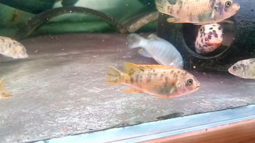 野生超級橙小丑F1苗子 野生超級橙小丑F1苗子 龍魚論壇