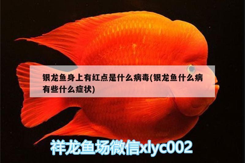 銀龍魚身上有紅點是什么病毒(銀龍魚什么病有些什么癥狀)