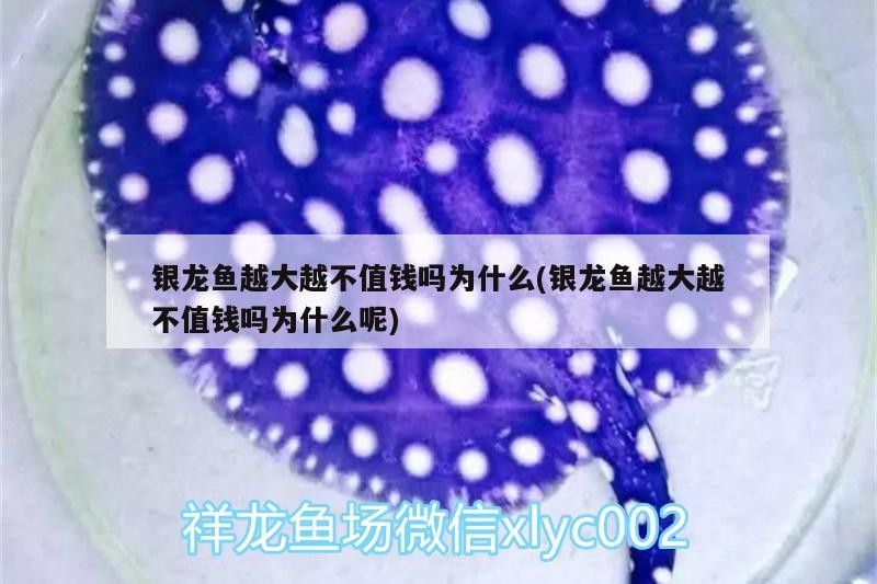 銀龍魚越大越不值錢嗎為什么(銀龍魚越大越不值錢嗎為什么呢) 銀龍魚越大越不值錢嗎為什么(銀龍魚越大越不值錢嗎為什么呢) 銀龍魚百科