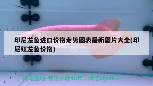 印尼龍魚進口價格走勢圖表最新圖片大全(印尼紅龍魚價格)